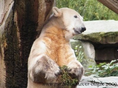 Knut20091017-058.jpg