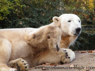 Knut20091115-054.jpg