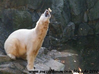 Knut20101023 054