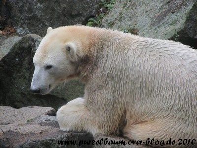 Knut20101108 008