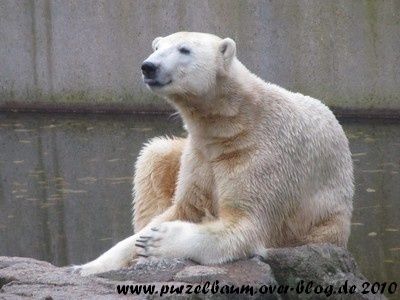 Knut20101108 015