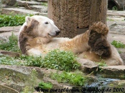 Knut20100810 031