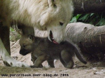 Polarwölfe20140524 067