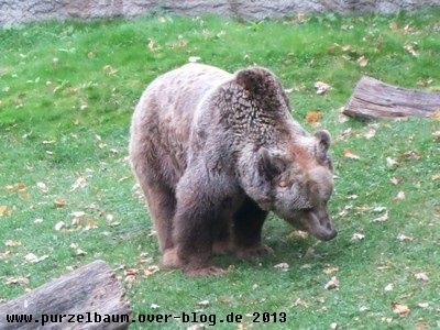 Braunbär20131008 002