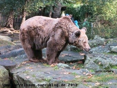 Braunbär20131017 004