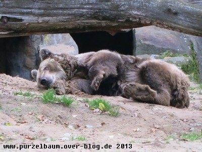 Braunbär20131115 011