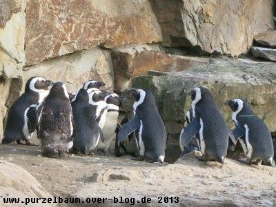Brillenpingus20131112 008