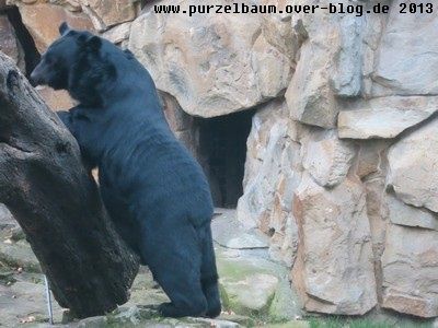 Kragenbär20131105 008