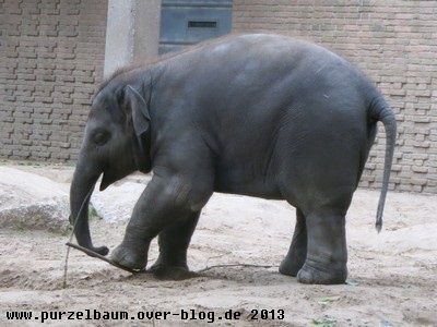 Minifant20131008 015