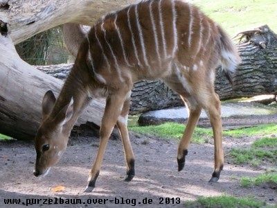 Nyala20131004 004