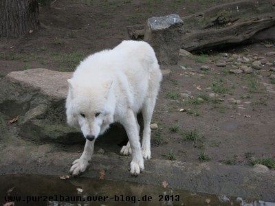 Polarwolf20131115 001
