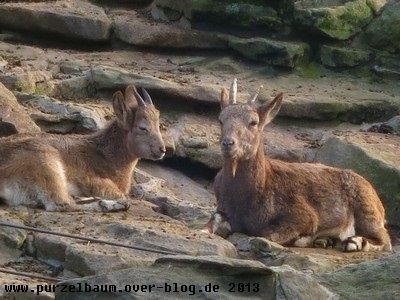 Steinböcke20131112 014