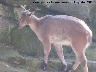 Tahr20131004 011