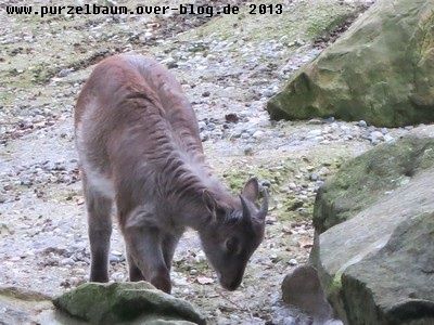 Tahr20131115 013