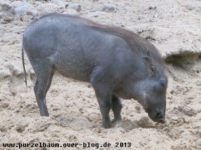 Warzenpig20131002 005