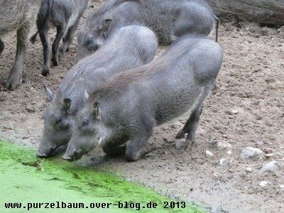 Warzenpigs20131008 013