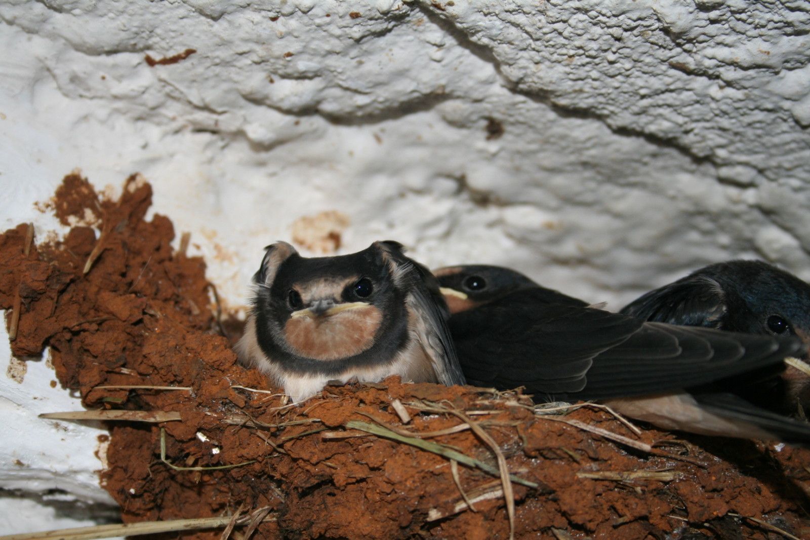 hirondelles hirondelles