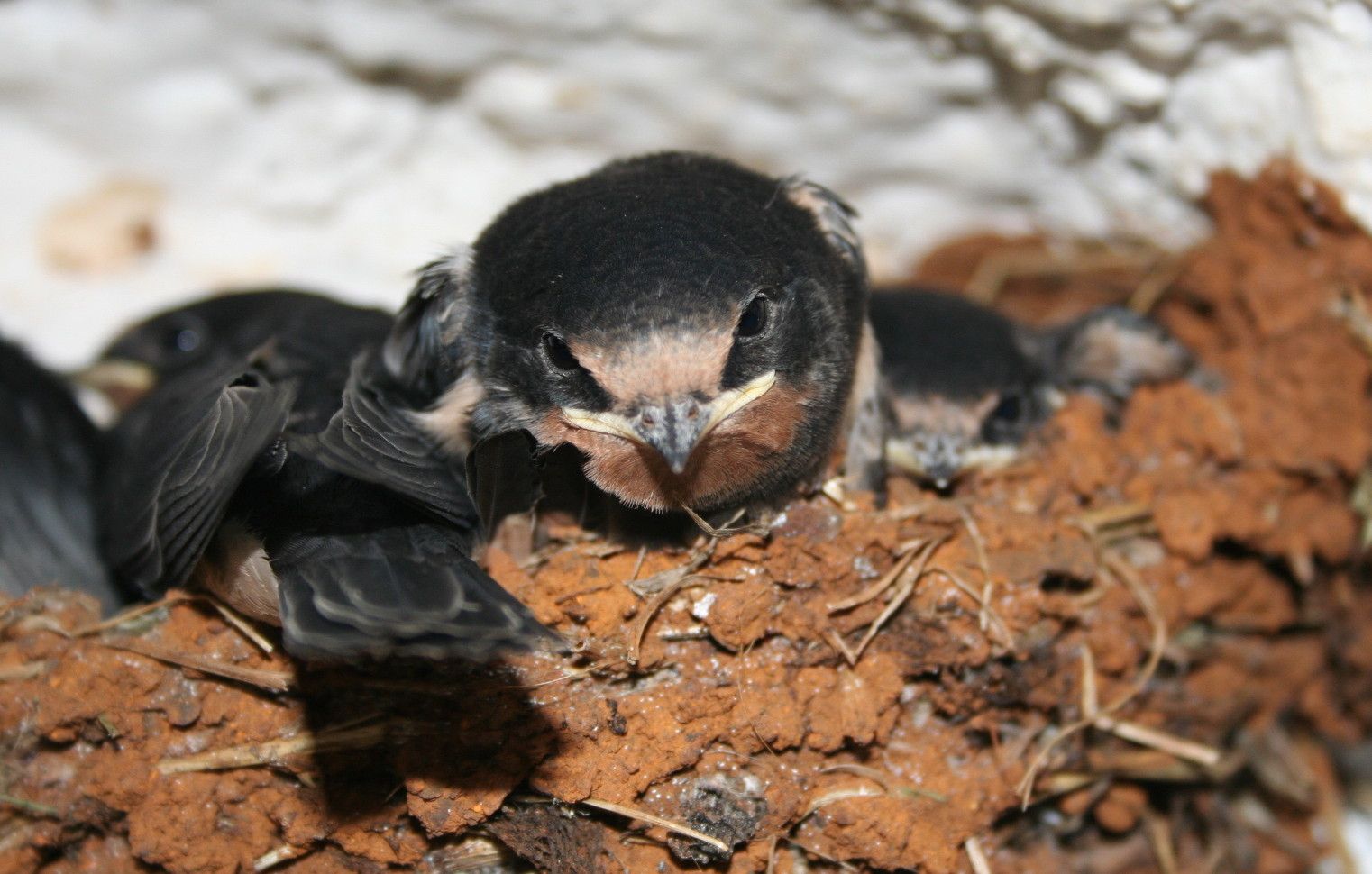 hirondelles hirondelles