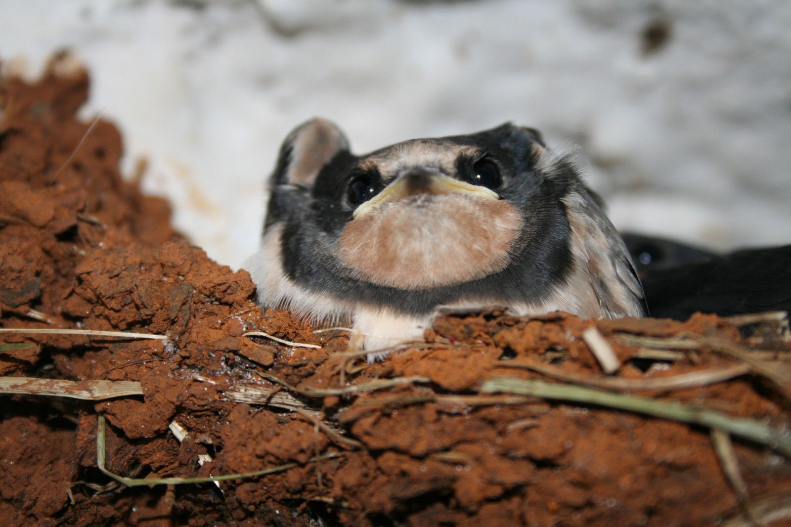 hirondelles hirondelles