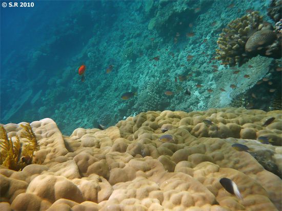 Récif corallien de l'île de Mohéli