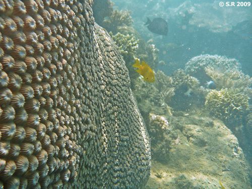 Mur de corail
