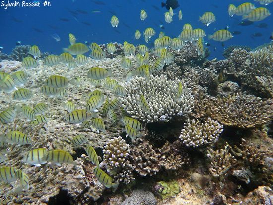 Corail et poissons tropicaux