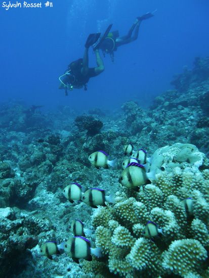 Des poissons et des plongeurs