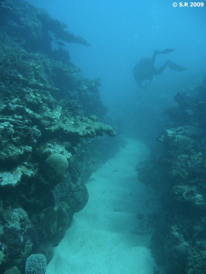 Récif corallien de l'île de Rodrigues