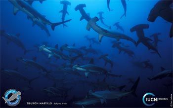 Requins marteaux