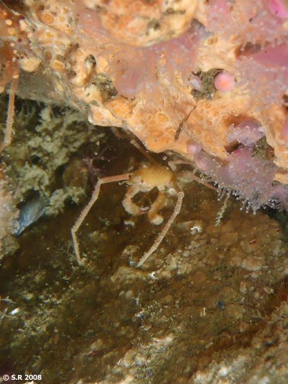Araignée des anémones