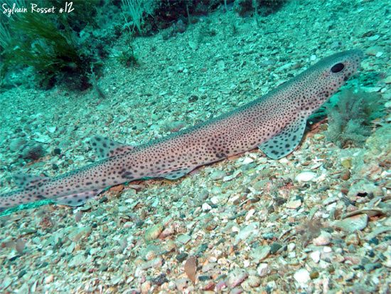 Requin roussette