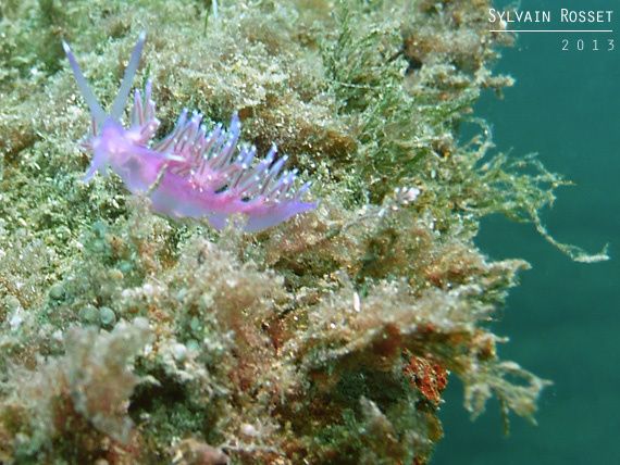 Nudibranche violet