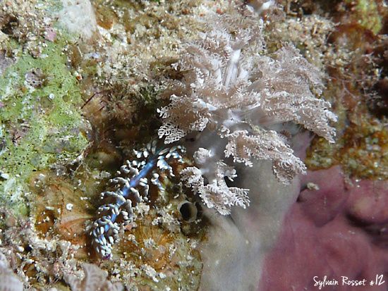 Nudibranche bleu et blanc