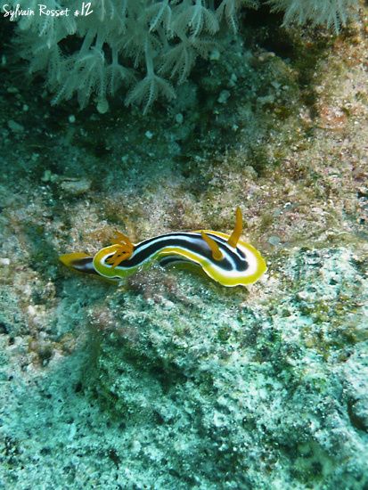 Nudibranche jaune et noir