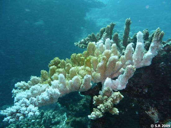 Corail, détail du récif