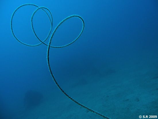 Spirales de corail noir