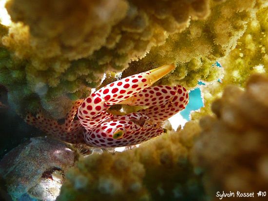 Crabe et corail madrépore