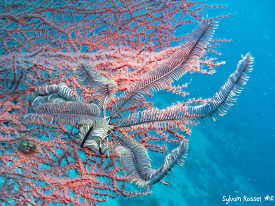 Comatule et gorgone rouge