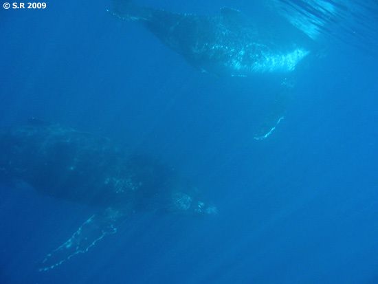 Deux baleines à bosse