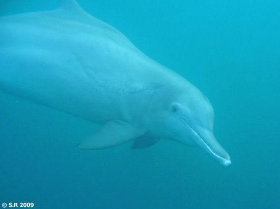 Dauphin à bosse