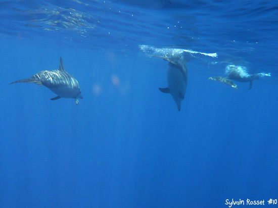 Dauphins à long bec