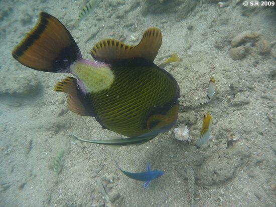 Baliste géant et poisson rémora