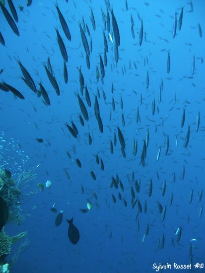 Banc de poissons tropicaux
