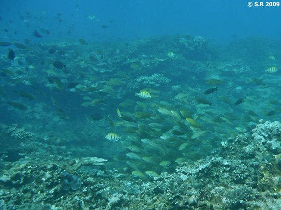 Banc de poissons