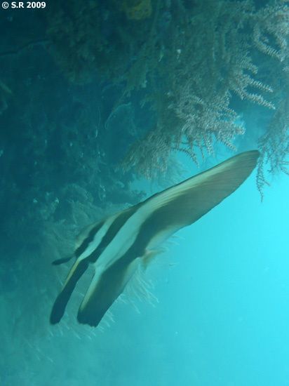Platax juvénile