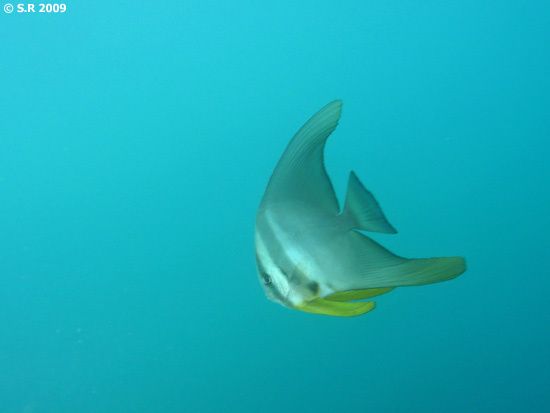 Platax nageant dans les eaux bleues du lagon