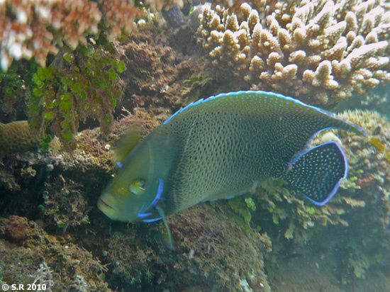 ulysse rencontre nausicaa texte
