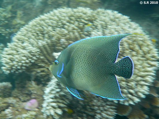 Poisson-ange à demi-cercles