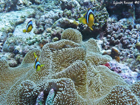 Famille de Poisson-clown à queue jaune