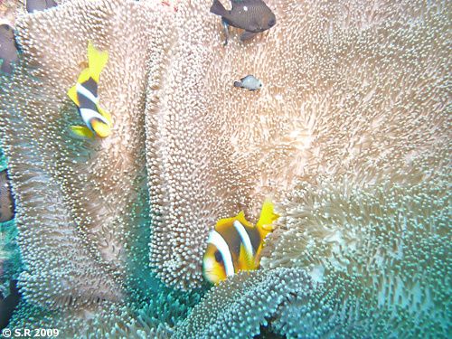 Deux poissons Clown sur leur anémone